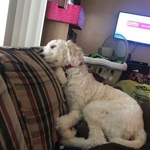 Meet your Posher, Jamie